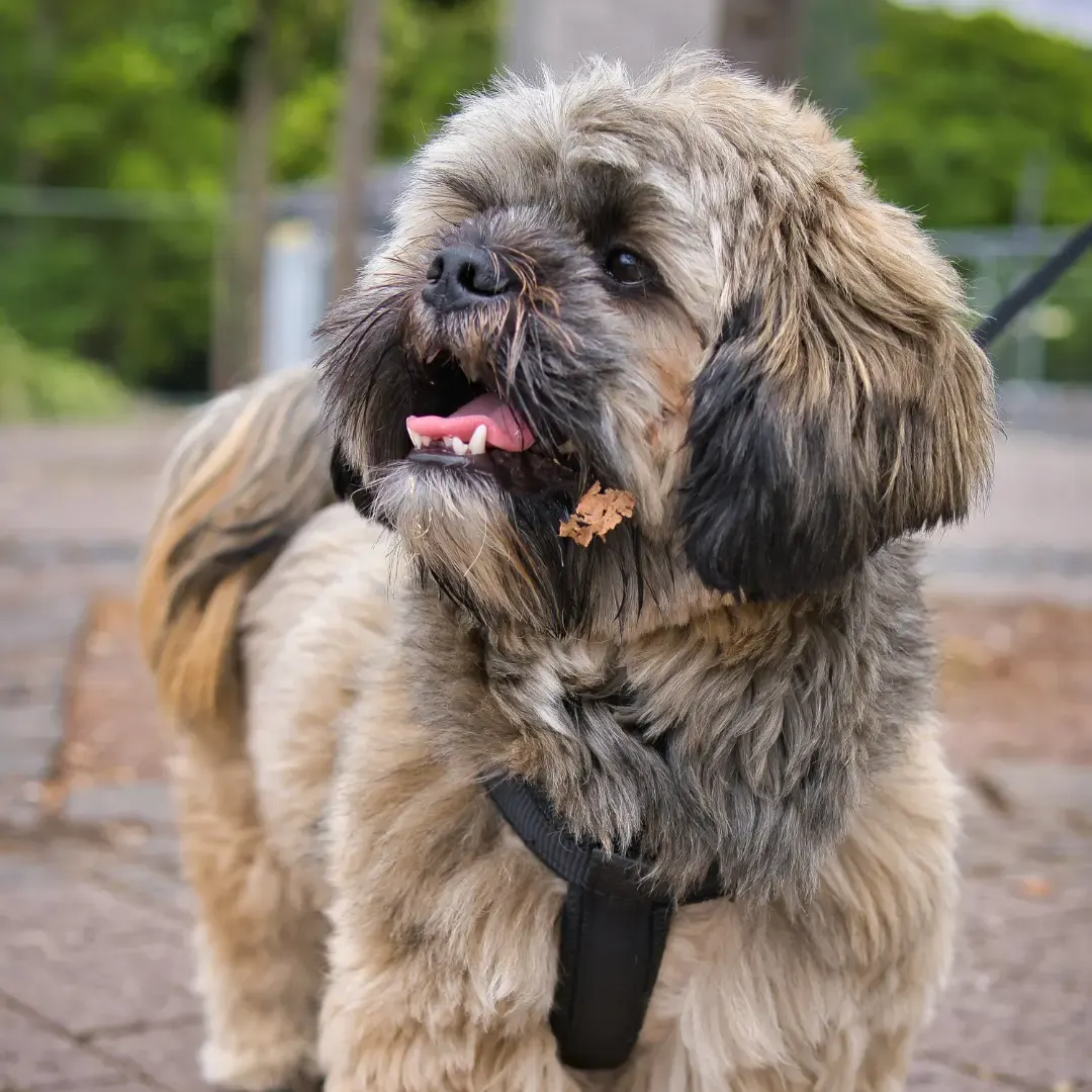 Flauschiger Hund Pauli schaut fröhlich in die Kamera