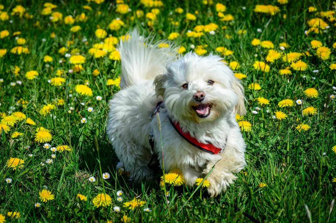 Kleiner weißer Hund rennt über eine Löwenzahnwiese