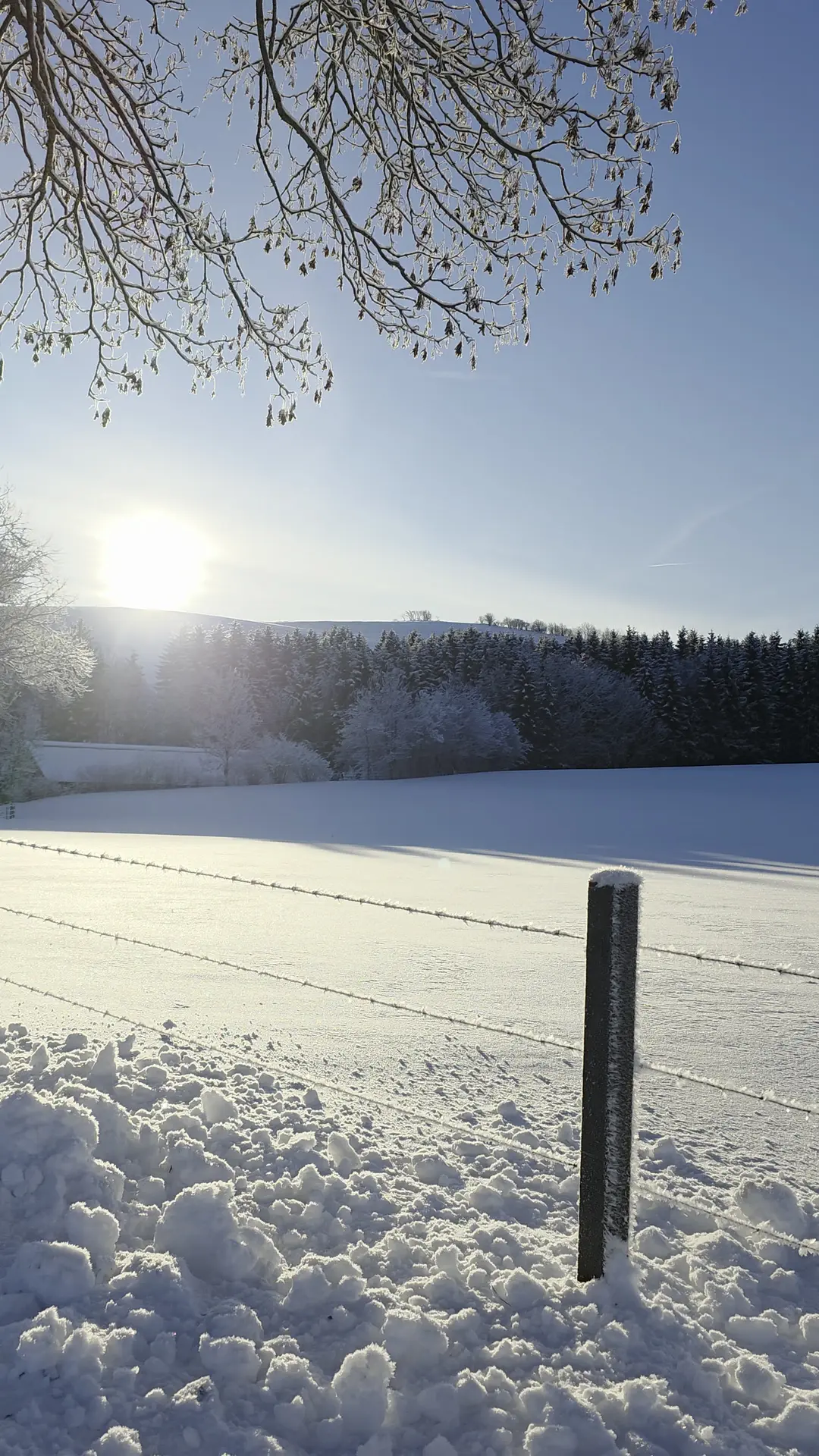 Verschneite Wiese und Bäume bei strahlender Sonne hinter dem Heimberg in Usseln